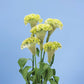 Celosia Spring Green Seed