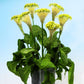 Celosia Spring Green Seed