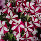 Petunia Easy Wave Burgundy Star F1 Seed