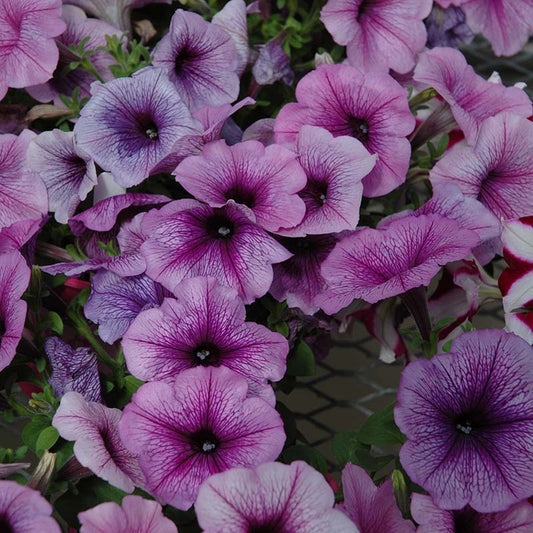 Petunia Easy Wave Plum Vein F1 Seed
