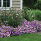 Petunia Easy Wave Plum Vein F1 Seed