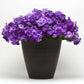 Petunia Shock Wave Denim F1 Seed