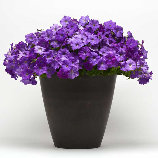 Petunia Shock Wave Denim F1 Seed