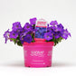 Petunia Shock Wave Denim F1 Seed