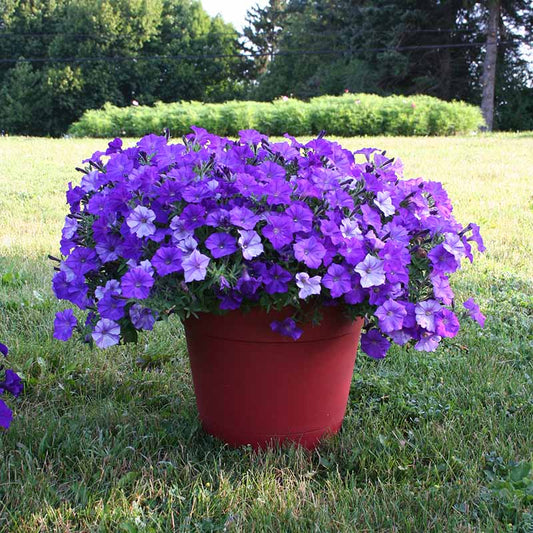 Petunia Shock Wave Denim F1 Seed