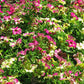 Petunia Sophistica Lime Bicolor Seed