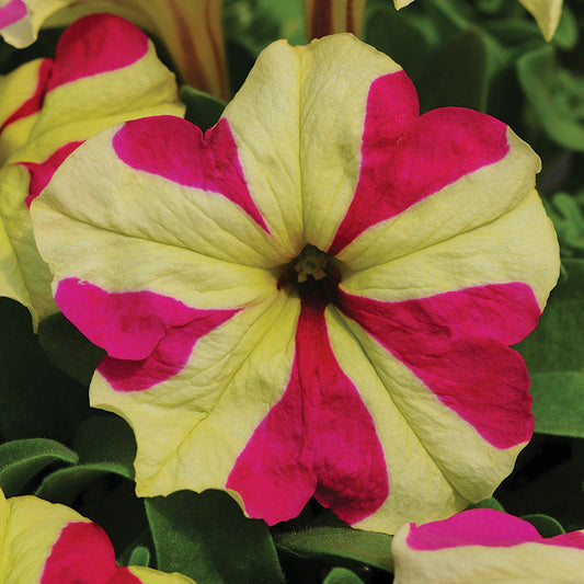 Petunia Sophistica Lime Bicolor Seed