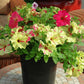 Petunia Sophistica Lime Bicolor Seed