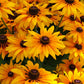 Rudbeckia Denver Daisy Seed