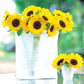Sunflower Sunrich Summer Lemon F1 Seed