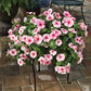 Vinca Cora Cascade Mix F1