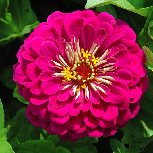 Zinnia Benary's Giant Wine Seed