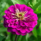 Zinnia Benary's Giant Wine Seed