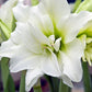 Snow Drift Amaryllis Hippeastrum Blooms Species Growing Bonsai Bulbs Roots Rhizomes Corms Tubers Potted Planting Reblooming Fragrant Garden Flower Seeds Plant  Size 12-16cm
