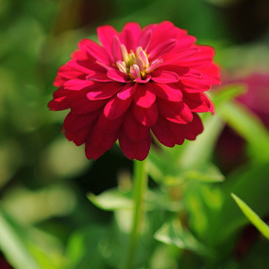 Zinnia Zahara Double Cherry Seed