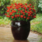 Zinnia Zahara Double Fire