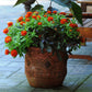 Zinnia Zahara Double Fire