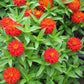 Zinnia Zahara Double Fire