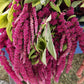 Amaranthus Caudatus Red Seed