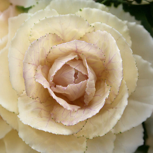 Ornamental Kale Lucir White F1 Seed