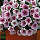 Petunia Opera Supreme Raspberry Ice F1 Seed
