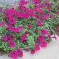 Petunia Wave Purple F1 Seed