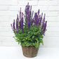 Salvia New Dimension Blue Seed
