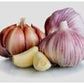 Garlic Bulb (7 Bulbs), Fresh Siberian HARDNECK Garlic Bulb for Planting and Growing Your OWN Garlic OR Eating