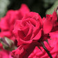 Amore Rose Seedlings Flower Seeds Perennial Growing Bonsai Corms Tubers Potted Planting Reblooming Fragrant Garden Roots Rhizomes Species Blooms Plant Bulbs Gardening Tree