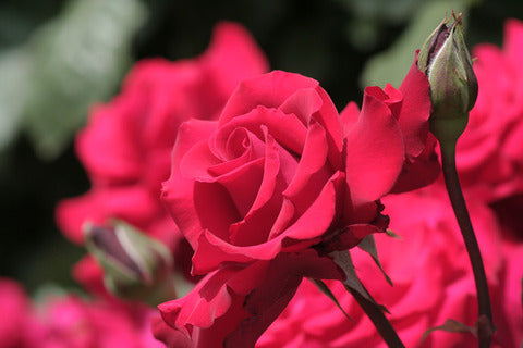 Amore Rose Seedlings Flower Seeds Perennial Growing Bonsai Corms Tubers Potted Planting Reblooming Fragrant Garden Roots Rhizomes Species Blooms Plant Bulbs Gardening Tree