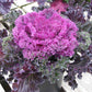 Ornamental Kale Glamour Red F1 Seed