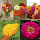 Zinnia Cut Flower Sampler Collection Seed