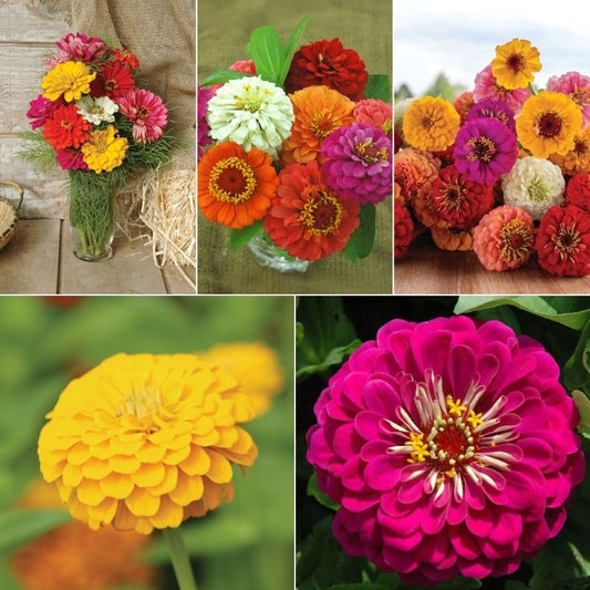 Zinnia Cut Flower Sampler Collection Seed