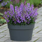 Angelonia Serena Blue F1 Seed