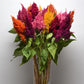 Celosia Sunday Mix Seed