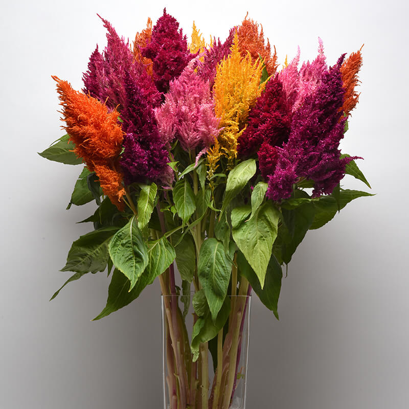 Celosia Sunday Mix Seed