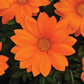 Gazania New Day Clear Orange F1 Seed