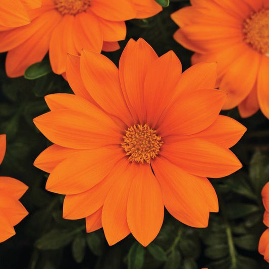 Gazania New Day Clear Orange F1 Seed