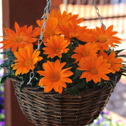 Gazania New Day Clear Orange F1 Seed