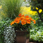 Gazania New Day Clear Orange F1 Seed