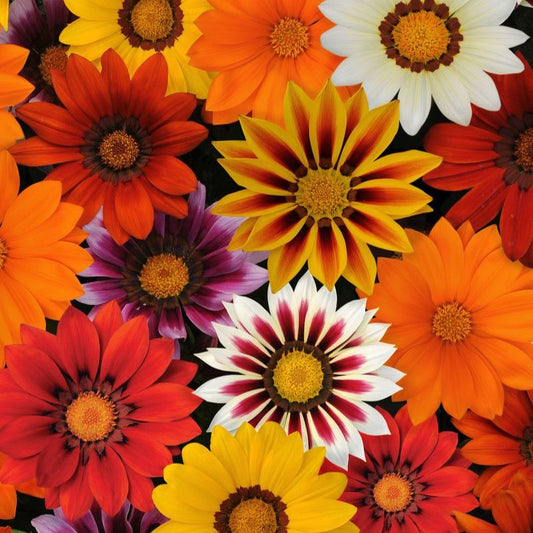Gazania New Day Mix F1 Seed