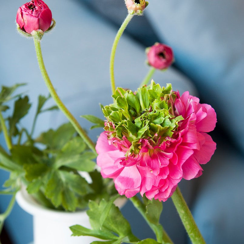 Ranunculus Bulbs Rosa Festival Corms Growing Bonsai Roots Rhizomes Tubers Potted Planting Reblooming Fragrant Garden Species Blooms Flower Seeds Plant Gardening