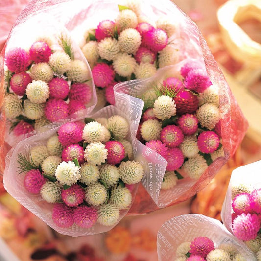 Gomphrena Audray Mix Seed