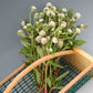 Gomphrena Audray Mix Seed