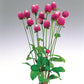 Gomphrena Audray Mix Seed