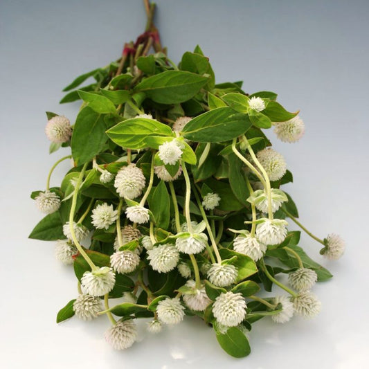 Gomphrena Audray White Seed