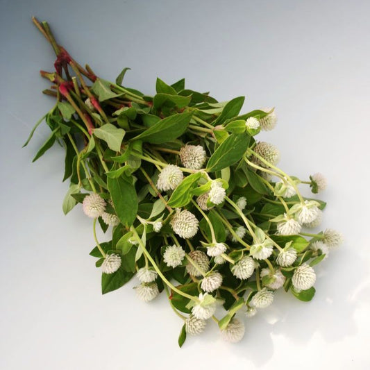 Gomphrena Audray White Seed