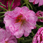 Portulaca Happy Hour Mix Seed