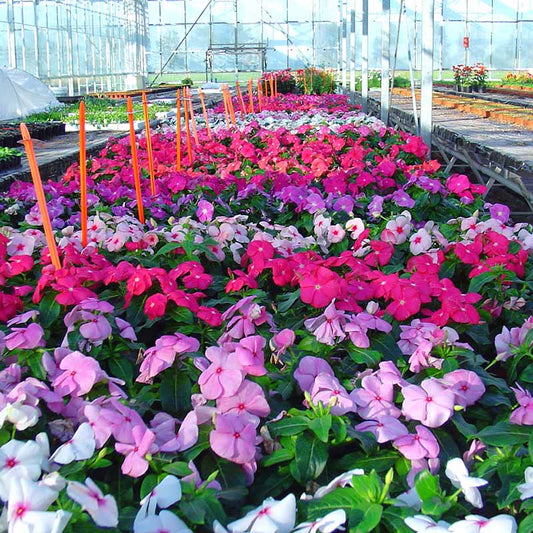 Vinca Solar Mix F1 Seed