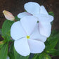 Vinca Solar Mix F1 Seed